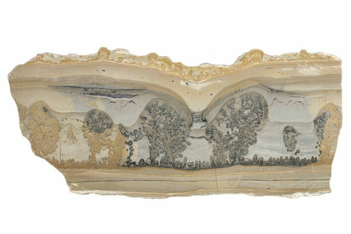 Triassic Aged Stromatolite Fossil - England #279499